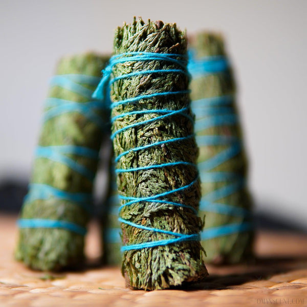 索羅雪松 - 𝗔𝗠𝗜𝗡療癒綠洲®