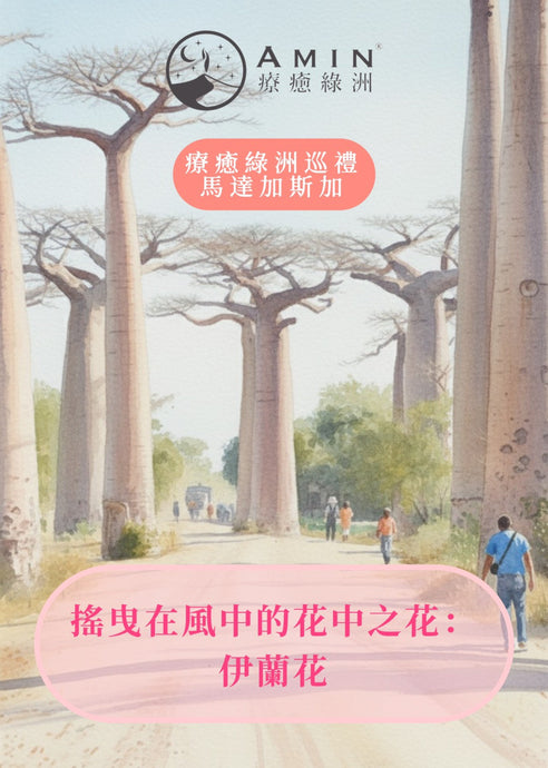 搖曳如風的花中之花：伊蘭花