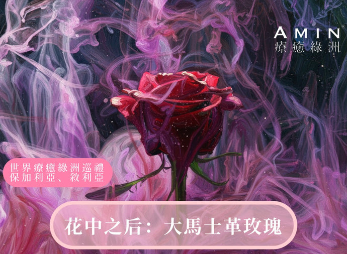 花中之后：大馬士革玫瑰的悠遠芬芳